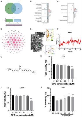 Spermidine attenuates chondrocyte inflammation and cellular pyroptosis through the AhR/NF-κB axis and the NLRP3/caspase-1/GSDMD pathway